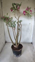 Planta Simples 2631 – 45cm – 03 anos - Imagem 7