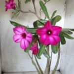 Planta Simples 2631 – 45cm – 03 anos