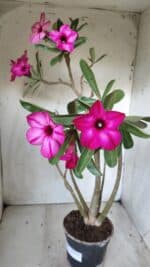 Planta Simples 2631 – 45cm – 03 anos