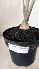 Planta Simples 2632 – 45cm – 03 anos - Imagem 6