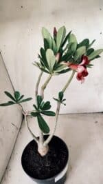 Planta Simples 2632 – 45cm – 03 anos - Imagem 5