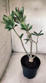 Planta Simples 2632 – 45cm – 03 anos - Imagem 4