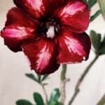 Planta Simples 2632 – 45cm – 03 anos