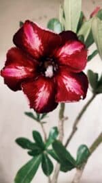 Planta Simples 2632 – 45cm – 03 anos