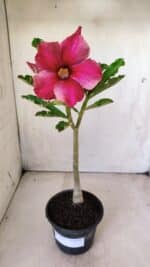 Planta Simples 2633 – 30cm – 02 anos - Imagem 2