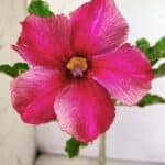 Planta Simples 2633 – 30cm – 02 anos