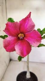 Planta Simples 2633 – 30cm – 02 anos