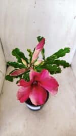 Planta Simples 2633 – 30cm – 02 anos - Imagem 4