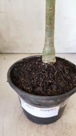 Planta Simples 2633 – 30cm – 02 anos - Imagem 6