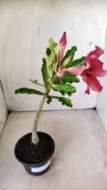 Planta Simples 2633 – 30cm – 02 anos - Imagem 5