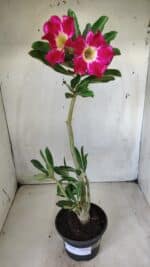 Planta Simples 2634 – 30cm – 02 anos - Imagem 2