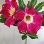 Planta Simples 2634 – 30cm – 02 anos