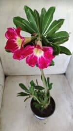 Planta Simples 2634 – 30cm – 02 anos - Imagem 4