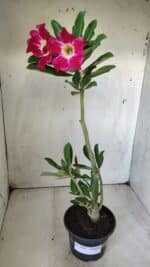 Planta Simples 2634 – 30cm – 02 anos - Imagem 6