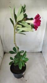 Planta Simples 2634 – 30cm – 02 anos - Imagem 5