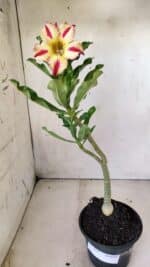 Planta Simples 2635 – 30cm – 02 anos - Imagem 2