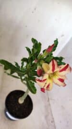 Planta Simples 2635 – 30cm – 02 anos - Imagem 4