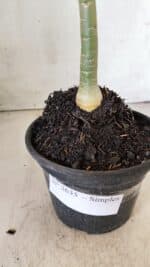 Planta Simples 2635 – 30cm – 02 anos - Imagem 6