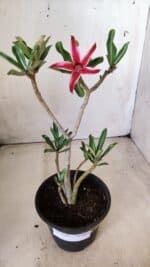 Planta Simples 2636 – 30cm – 02 anos - Imagem 2