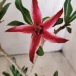 Planta Simples 2636 – 30cm – 02 anos