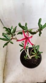 Planta Simples 2636 – 30cm – 02 anos - Imagem 4