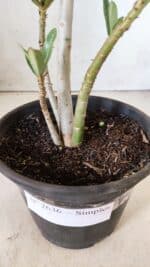 Planta Simples 2636 – 30cm – 02 anos - Imagem 7