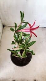 Planta Simples 2636 – 30cm – 02 anos - Imagem 6