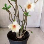 Planta Simples 2637 – 30cm – 02 anos