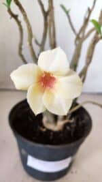 Planta Simples 2637 – 30cm – 02 anos - Imagem 4