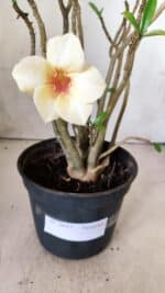 Planta Simples 2637 – 30cm – 02 anos - Imagem 5