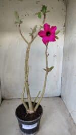 Planta Simples 2638 – 40cm – 03 anos - Imagem 2