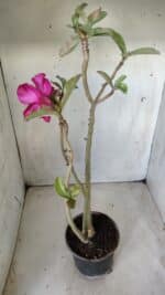 Planta Simples 2638 – 40cm – 03 anos - Imagem 5