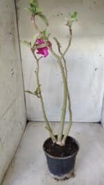 Planta Simples 2638 – 40cm – 03 anos - Imagem 4