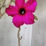 Planta Simples 2638 – 40cm – 03 anos