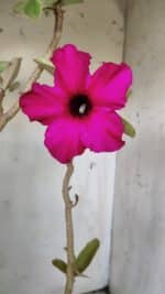 Planta Simples 2638 – 40cm – 03 anos