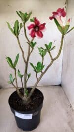 Planta Simples 2639 – 40cm – 03 anos - Imagem 2