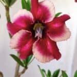 Planta Simples 2639 – 40cm – 03 anos