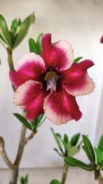 Planta Simples 2639 – 40cm – 03 anos