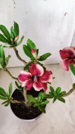 Planta Simples 2639 – 40cm – 03 anos - Imagem 4