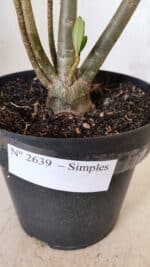 Planta Simples 2639 – 40cm – 03 anos - Imagem 6