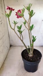 Planta Simples 2639 – 40cm – 03 anos - Imagem 7
