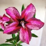 Planta Simples 2641 – 30cm – 02 anos