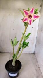 Planta Simples 2642 – 30cm – 02 anos - Imagem 2