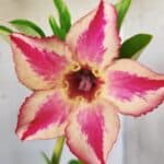 Planta Simples 2642 – 30cm – 02 anos