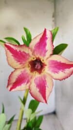 Planta Simples 2642 – 30cm – 02 anos