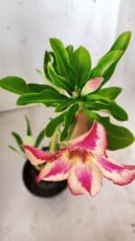 Planta Simples 2642 – 30cm – 02 anos - Imagem 4