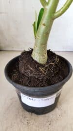 Planta Simples 2642 – 30cm – 02 anos - Imagem 7