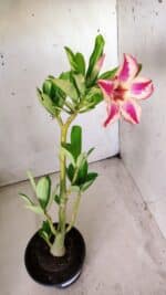 Planta Simples 2642 – 30cm – 02 anos - Imagem 6