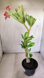 Planta Simples 2642 – 30cm – 02 anos - Imagem 5
