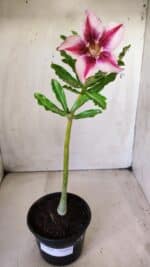 Planta Simples 2645 – 30cm – 02 anos - Imagem 2